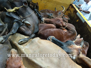RSS affiliate Muslim Rashtriya Manch to honour Muslims who rear cows